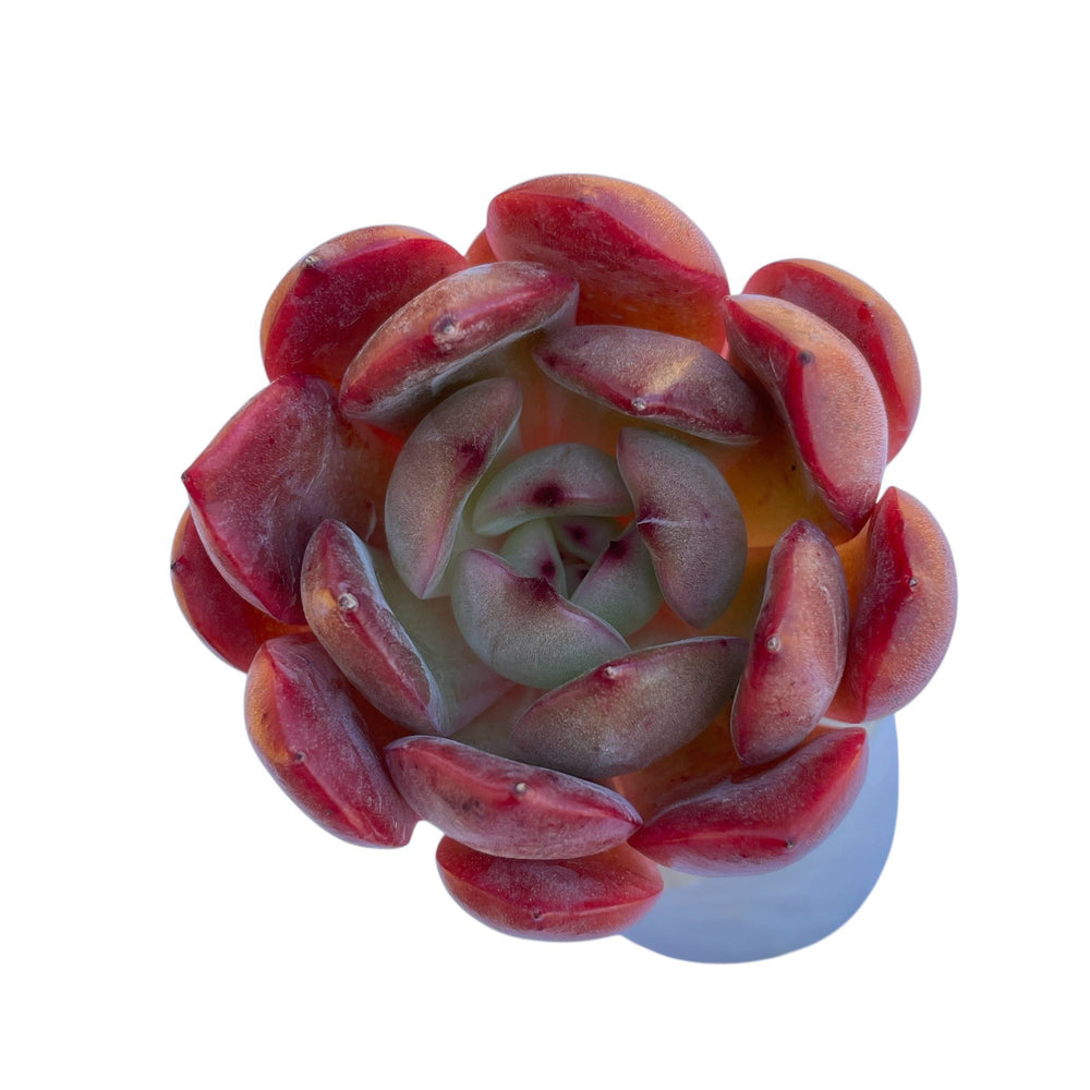 Echeveria Glam Pink