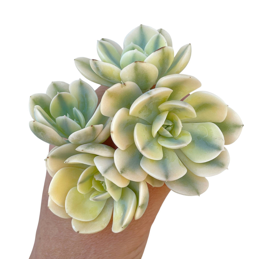 Echeveria Akaihosi, Variegated Cluster