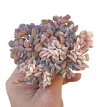 Echeveria Cubic Frost, Variegated Crest