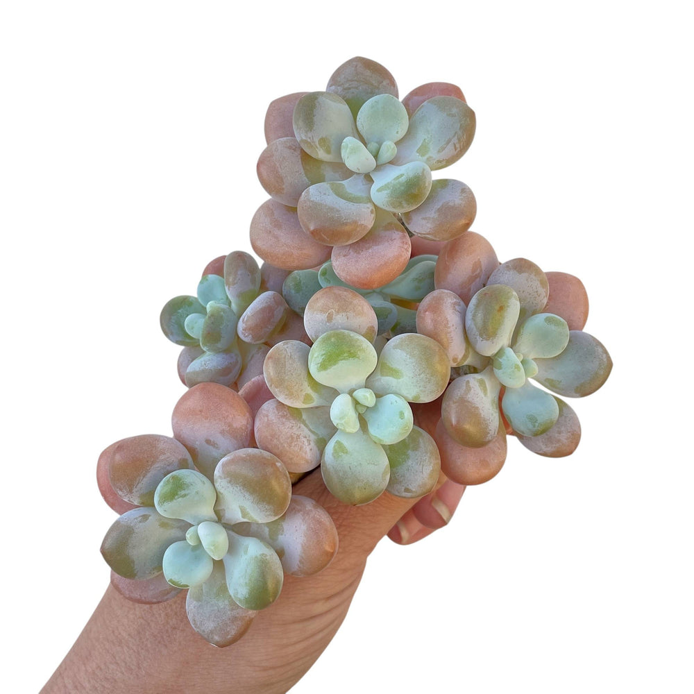 Pachyphytum Sp. Cluster