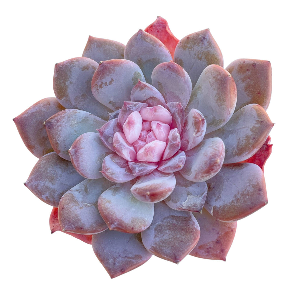 Echeveria Art Pink (Not Pefect)