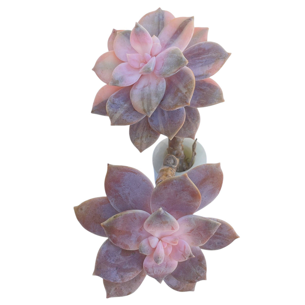 Graptopetalum Superbum, Variegata