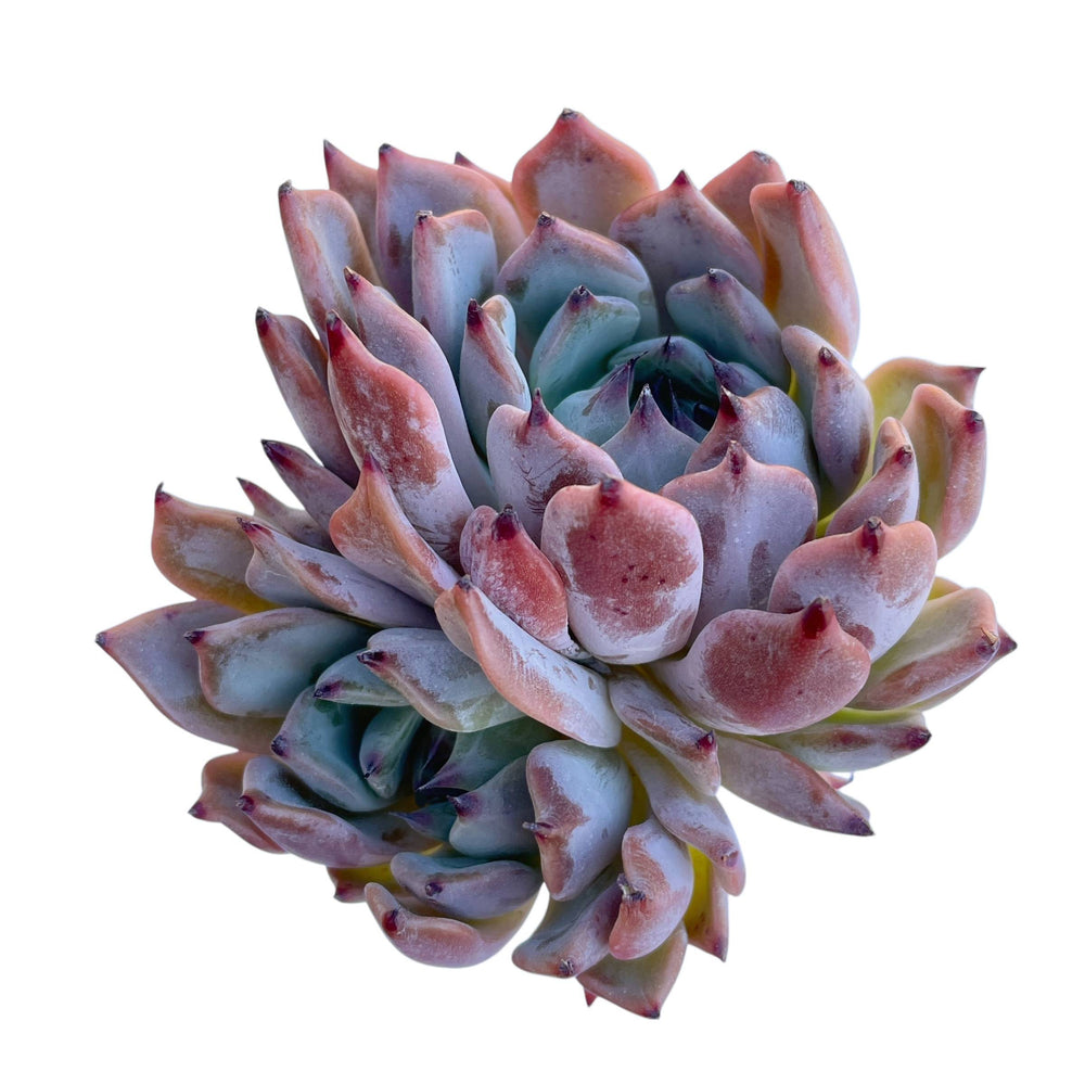 Echeveria Jackal, Double