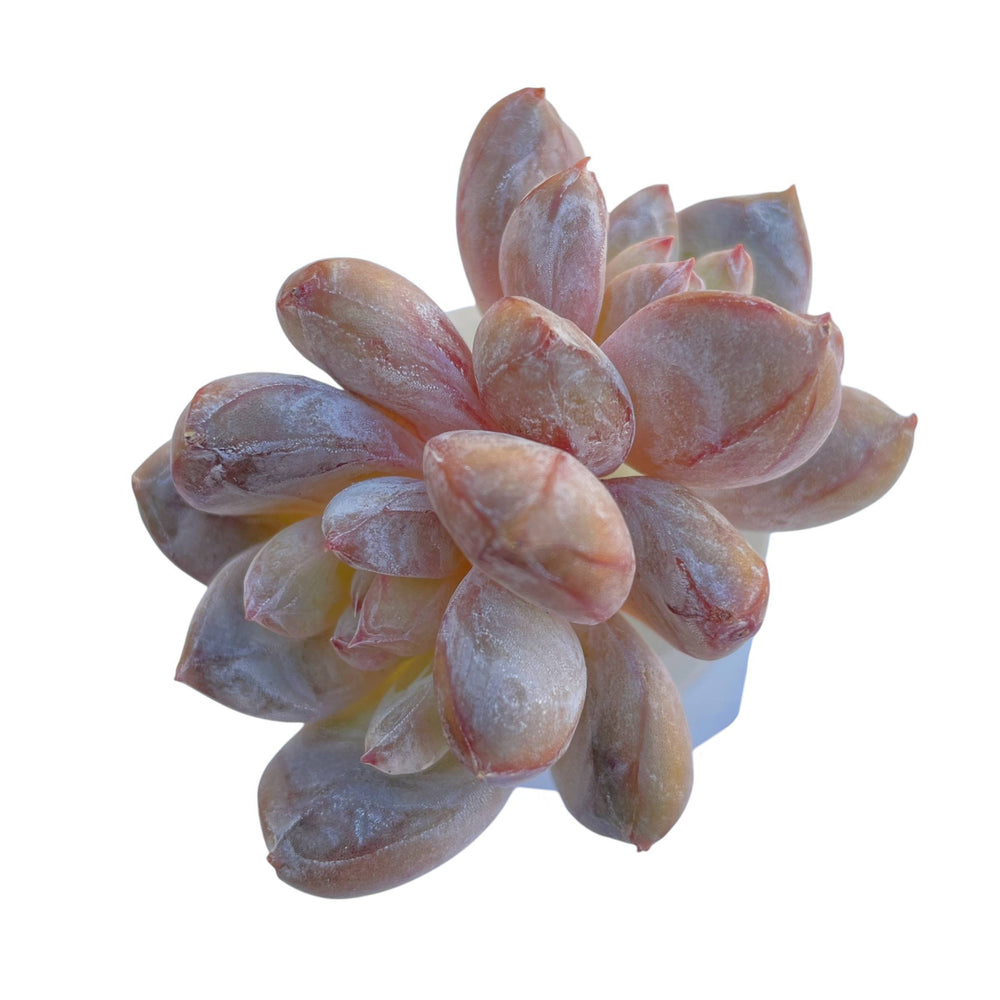 Echeveria Orange Monroe Hybrid, Double