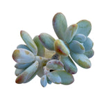 Pachyphytum Cuicatecanum