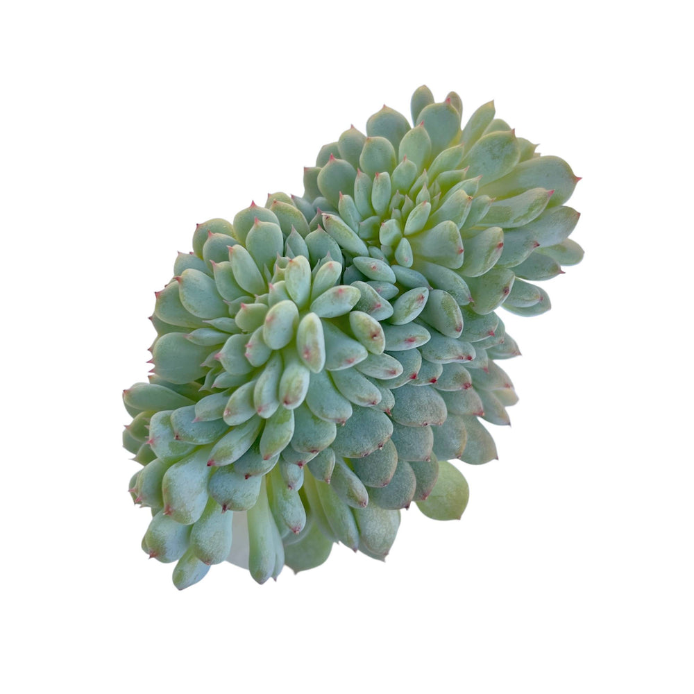 Echeveria White Line Cristata, Small