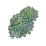 Echeveria White Line Cristata, Small