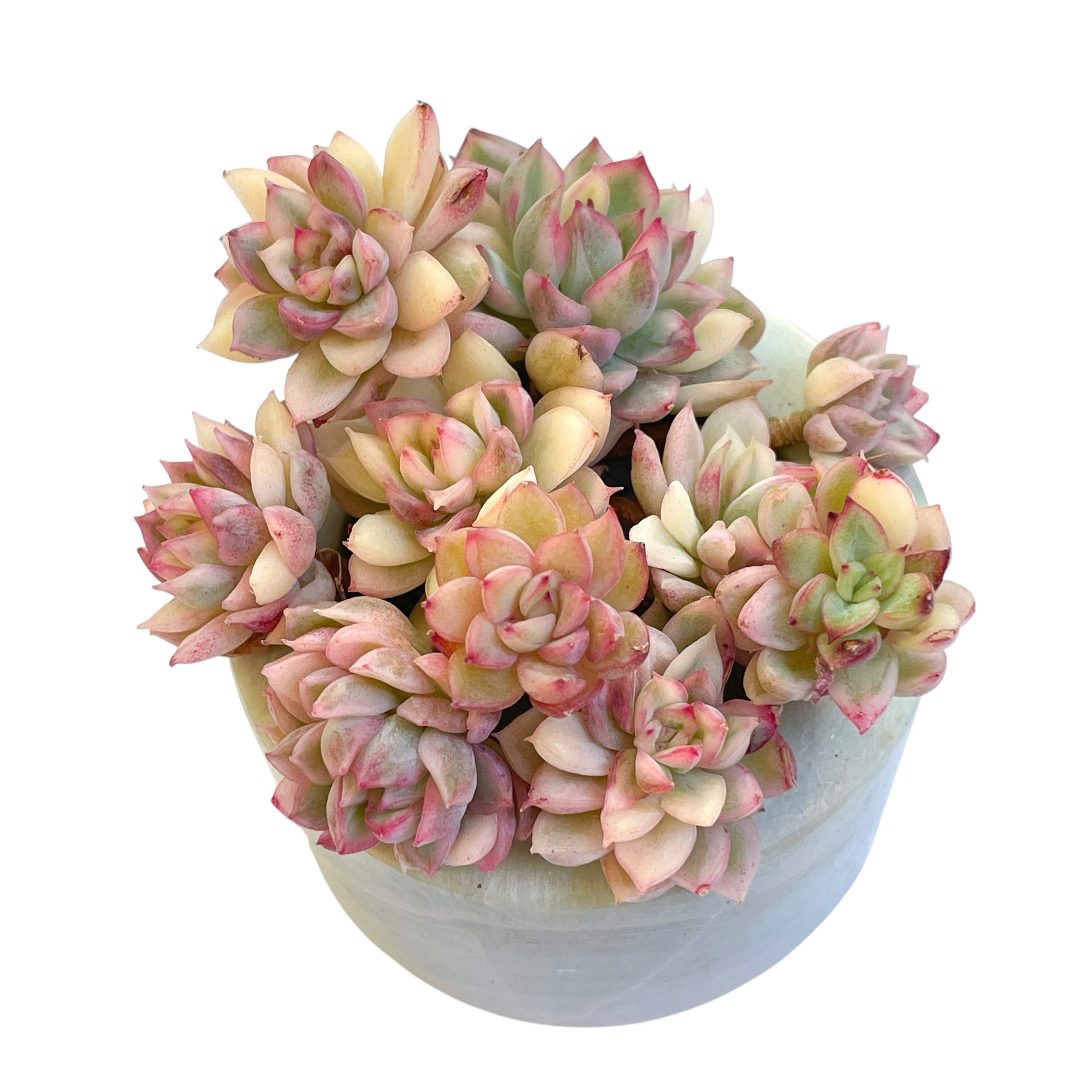 mebina succulent Echeveria Mebina, Small Variegated Cluster