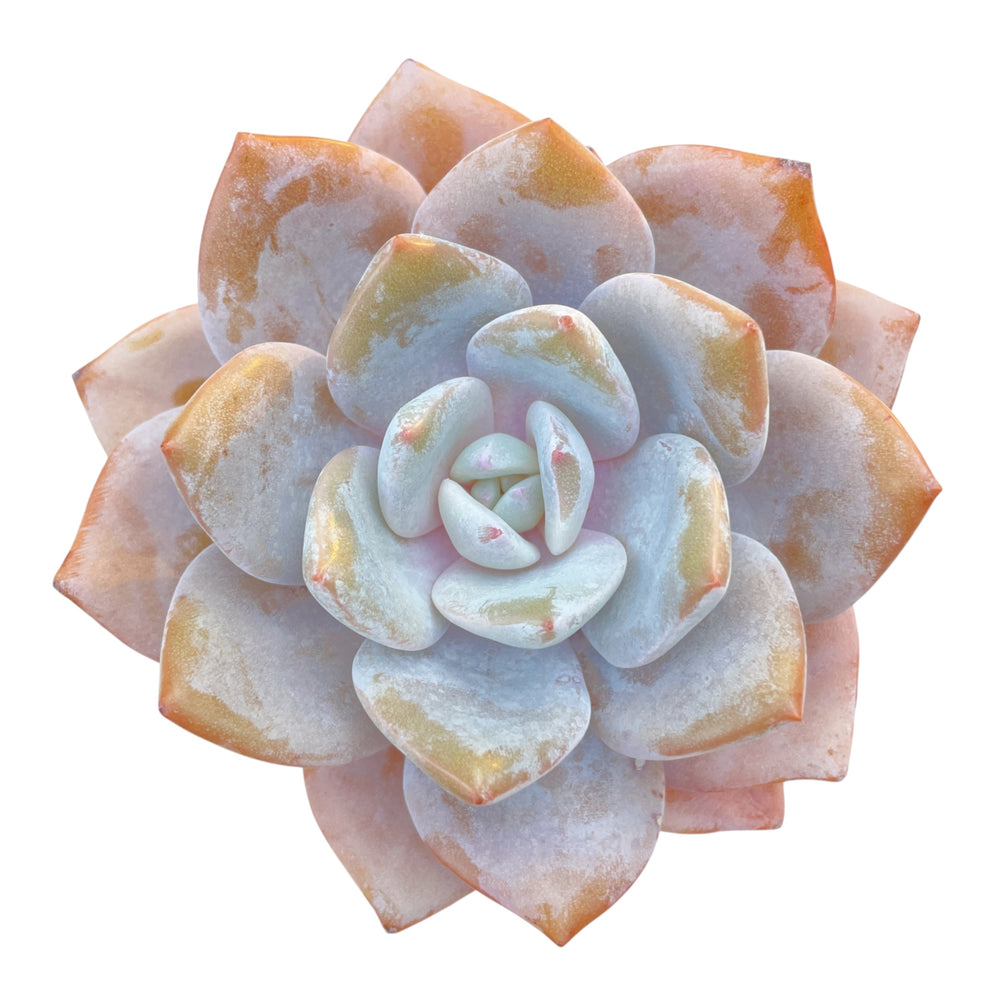 Echeveria Florence