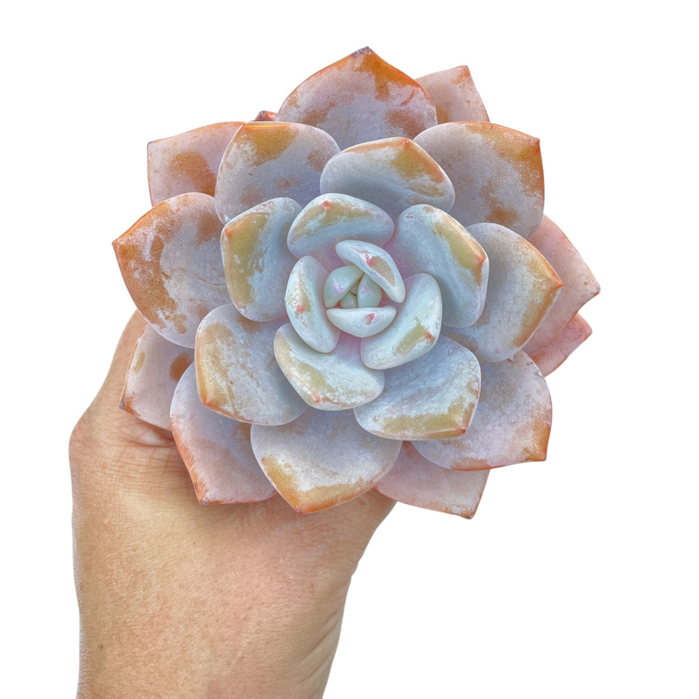 Echeveria Florence