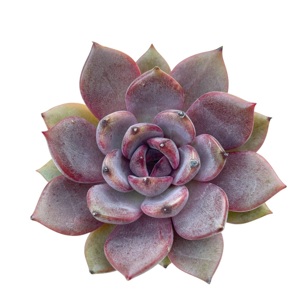 Echeveria Dark Chocolate