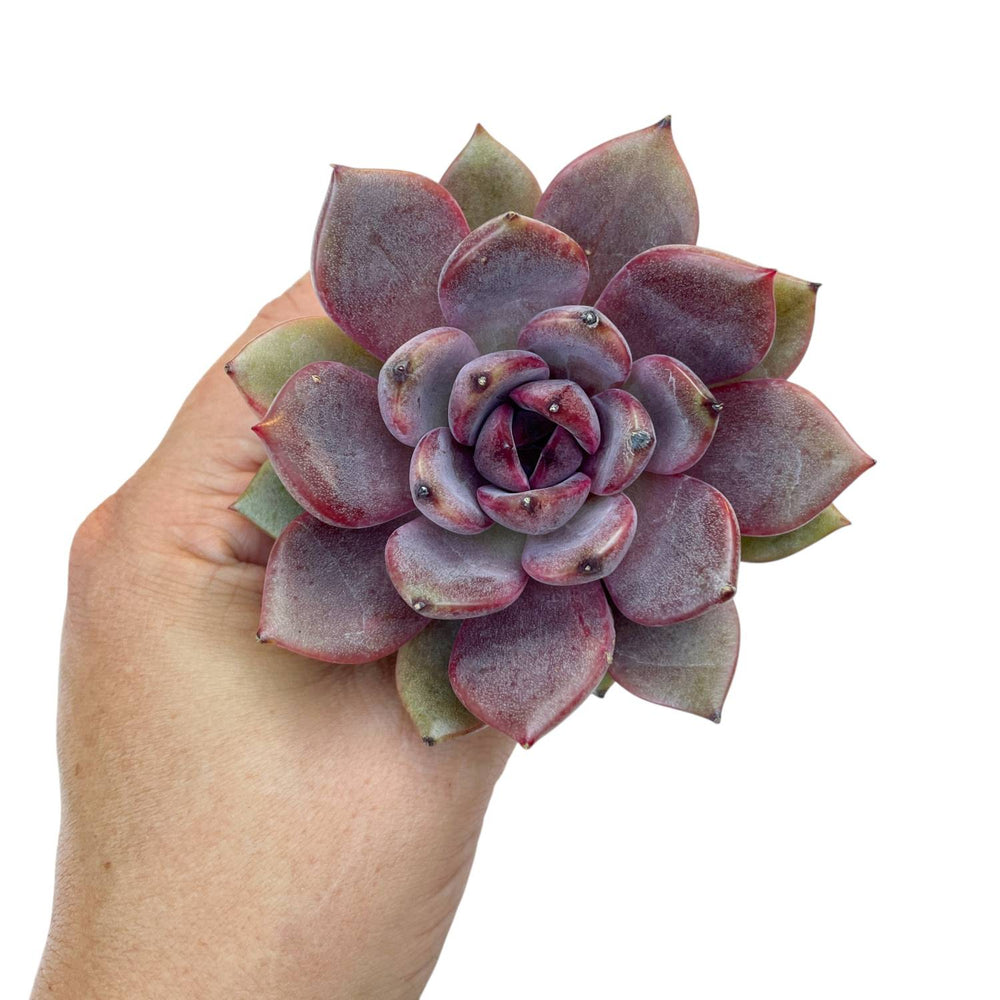 Echeveria Dark Chocolate