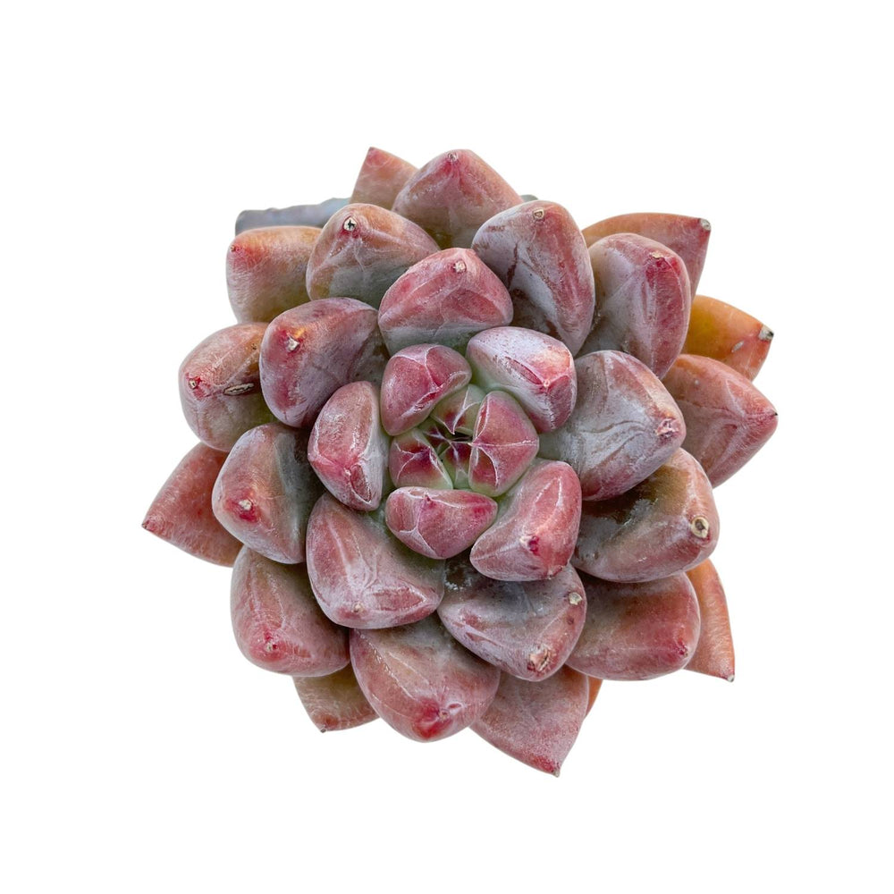 Echeveria Pena