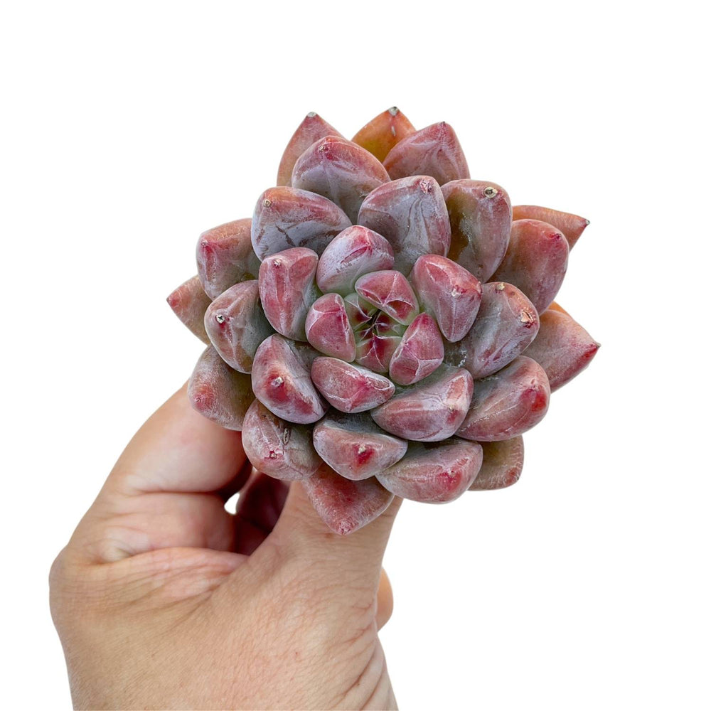 Echeveria Pena