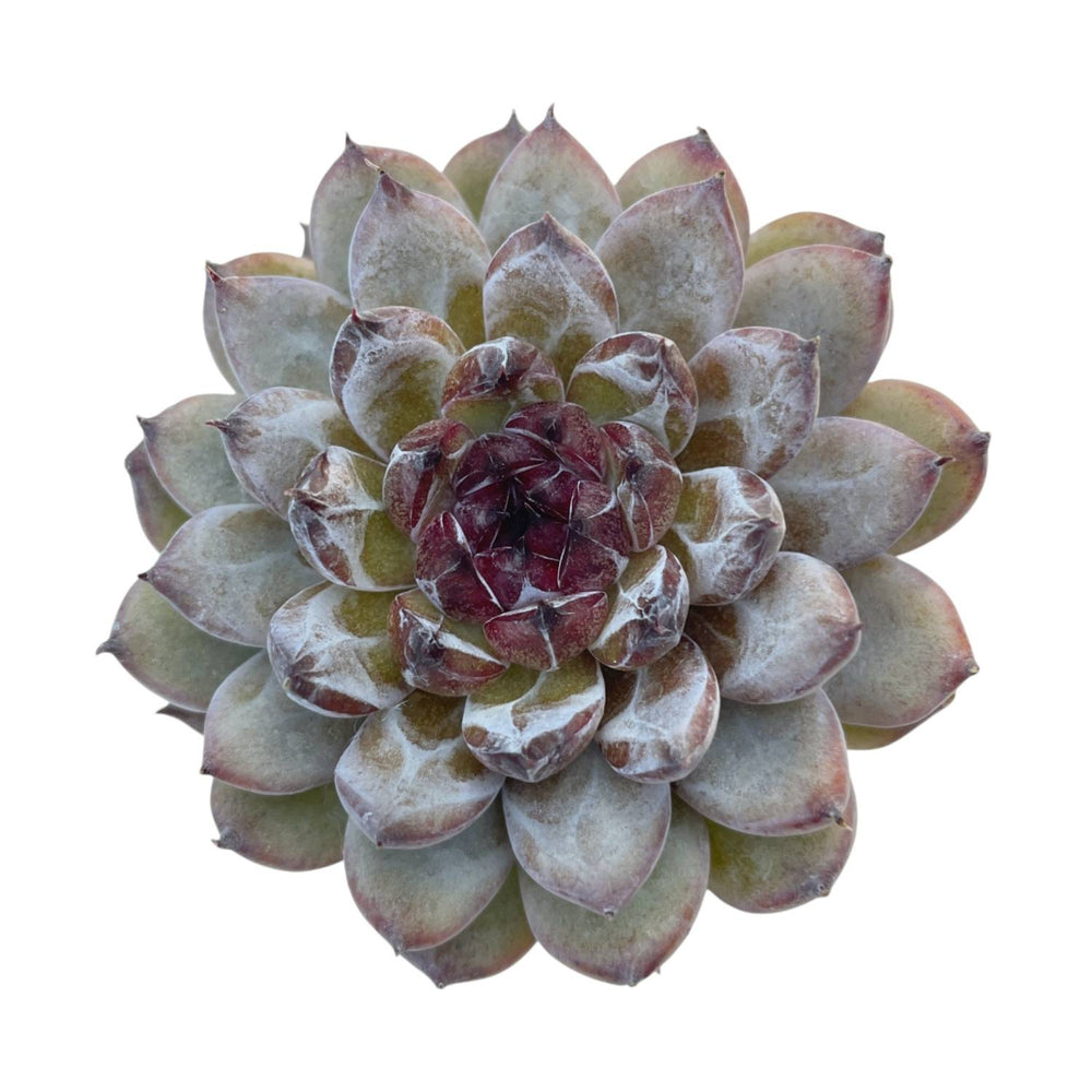 Echeveria Gemstone