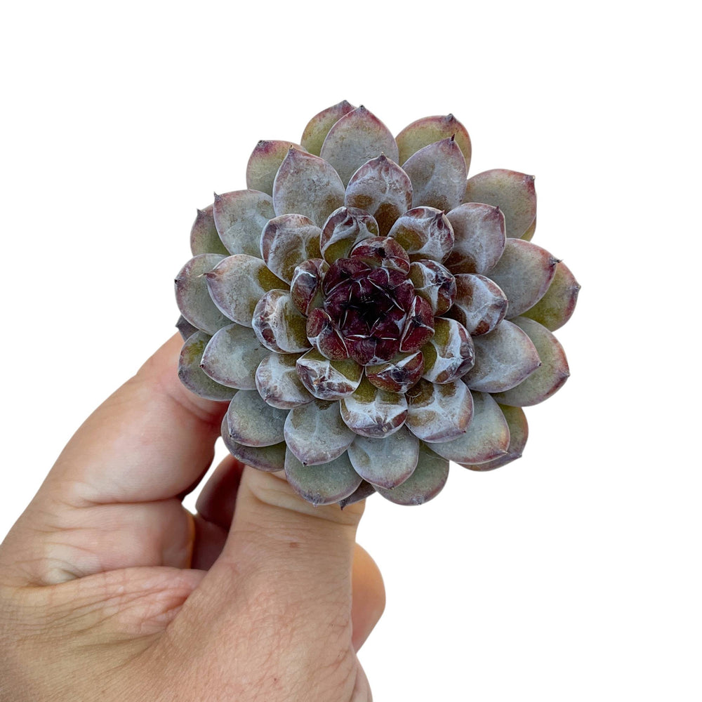 Echeveria Gemstone