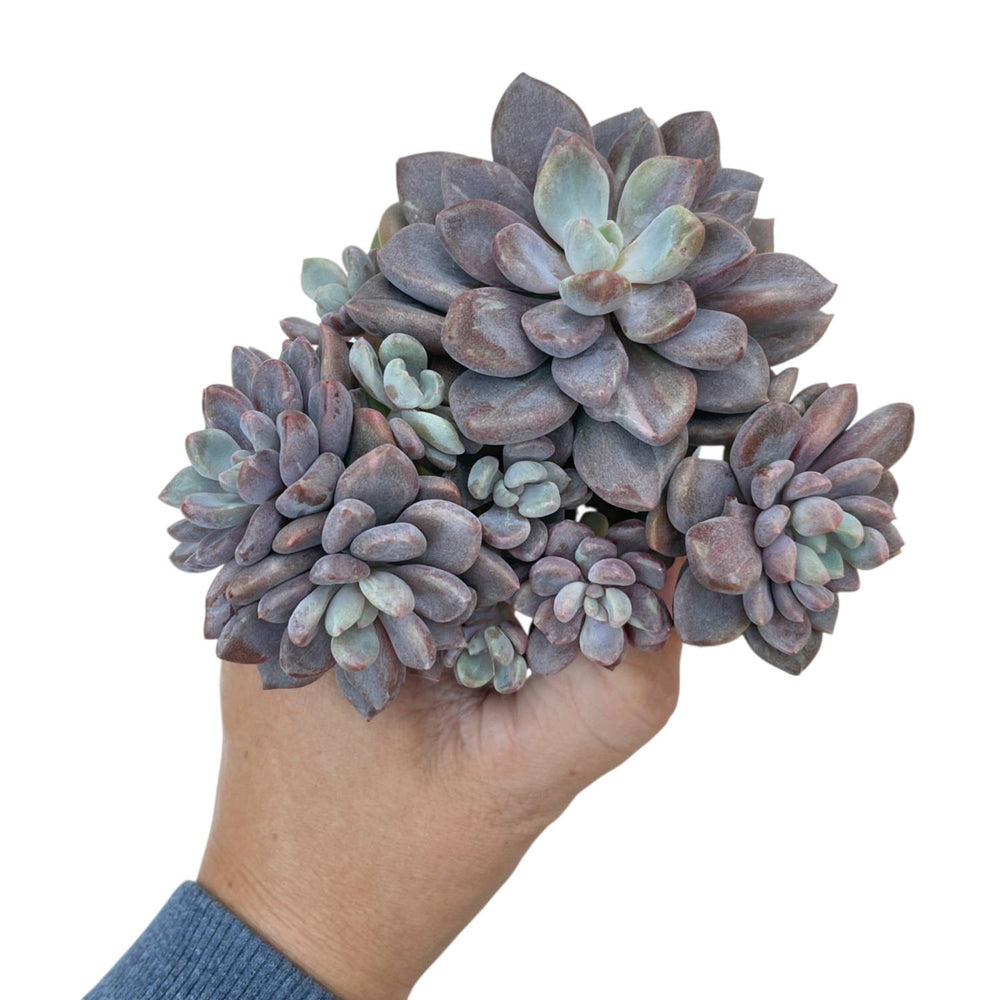 Echeveria Rezry Cluster, Mutated Variegation
