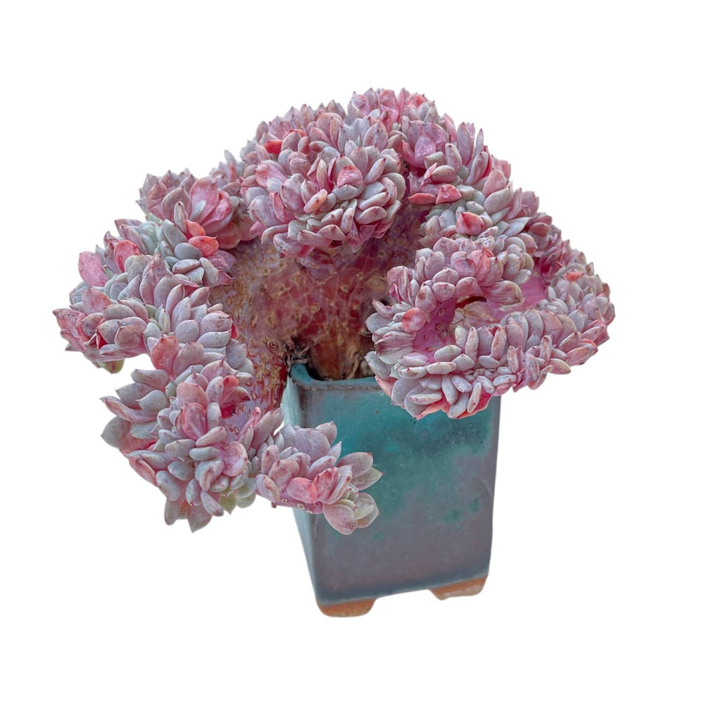 Echeveria Lapine Cristata