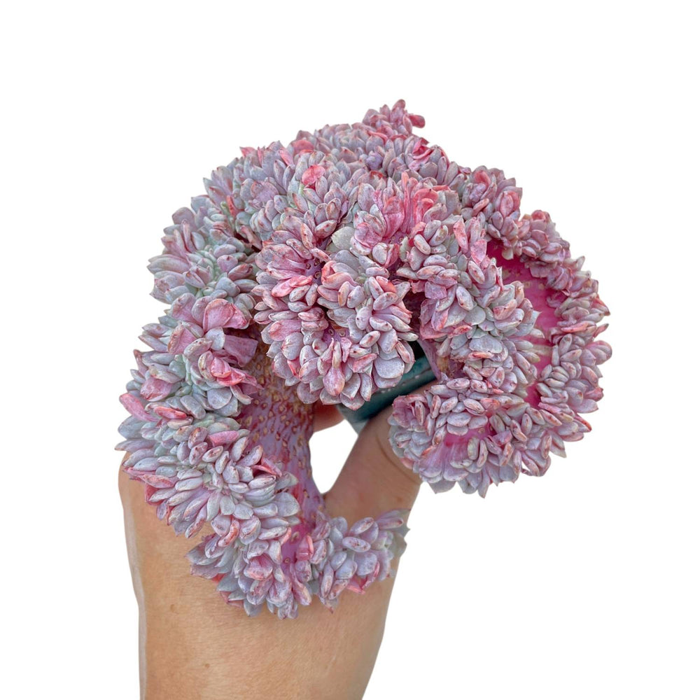 Echeveria Lapine Cristata