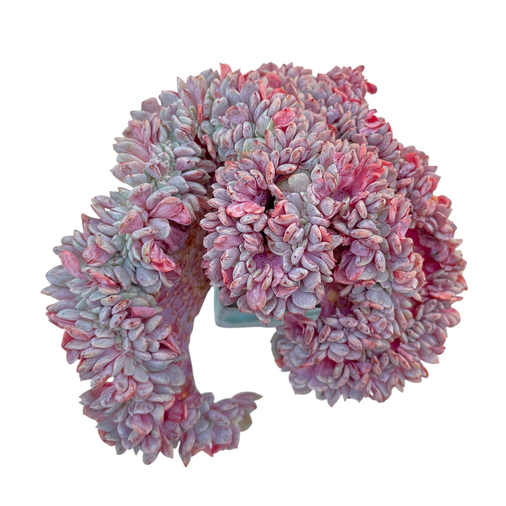 Echeveria Lapine Cristata