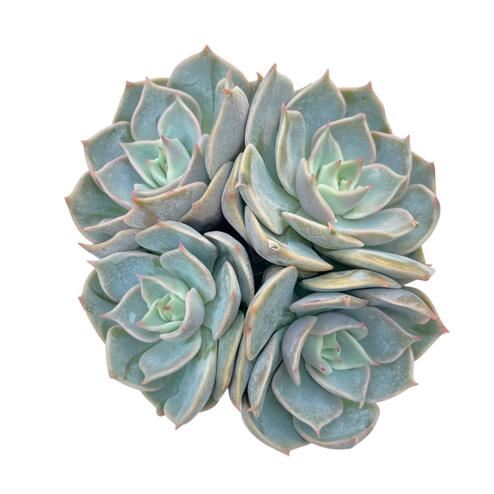 Echeveria Top Pink, Cluster