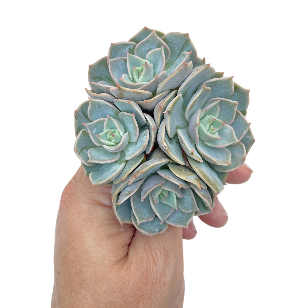 Echeveria Top Pink, Cluster