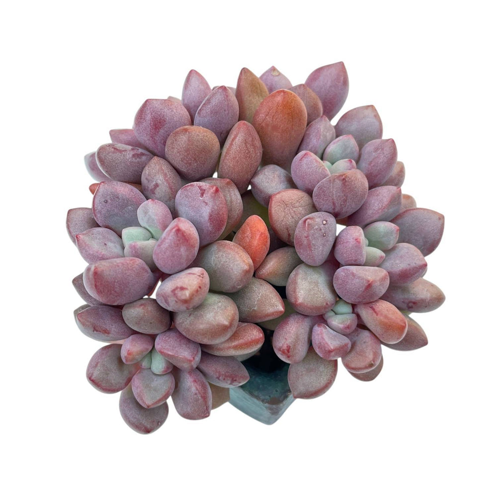 Echeveria Rubydonna, Cluster