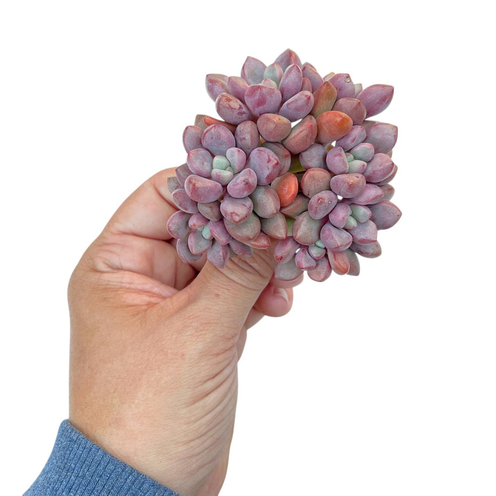 Echeveria Rubydonna, Cluster