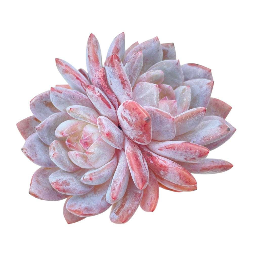 Echeveria Hosikage, Double