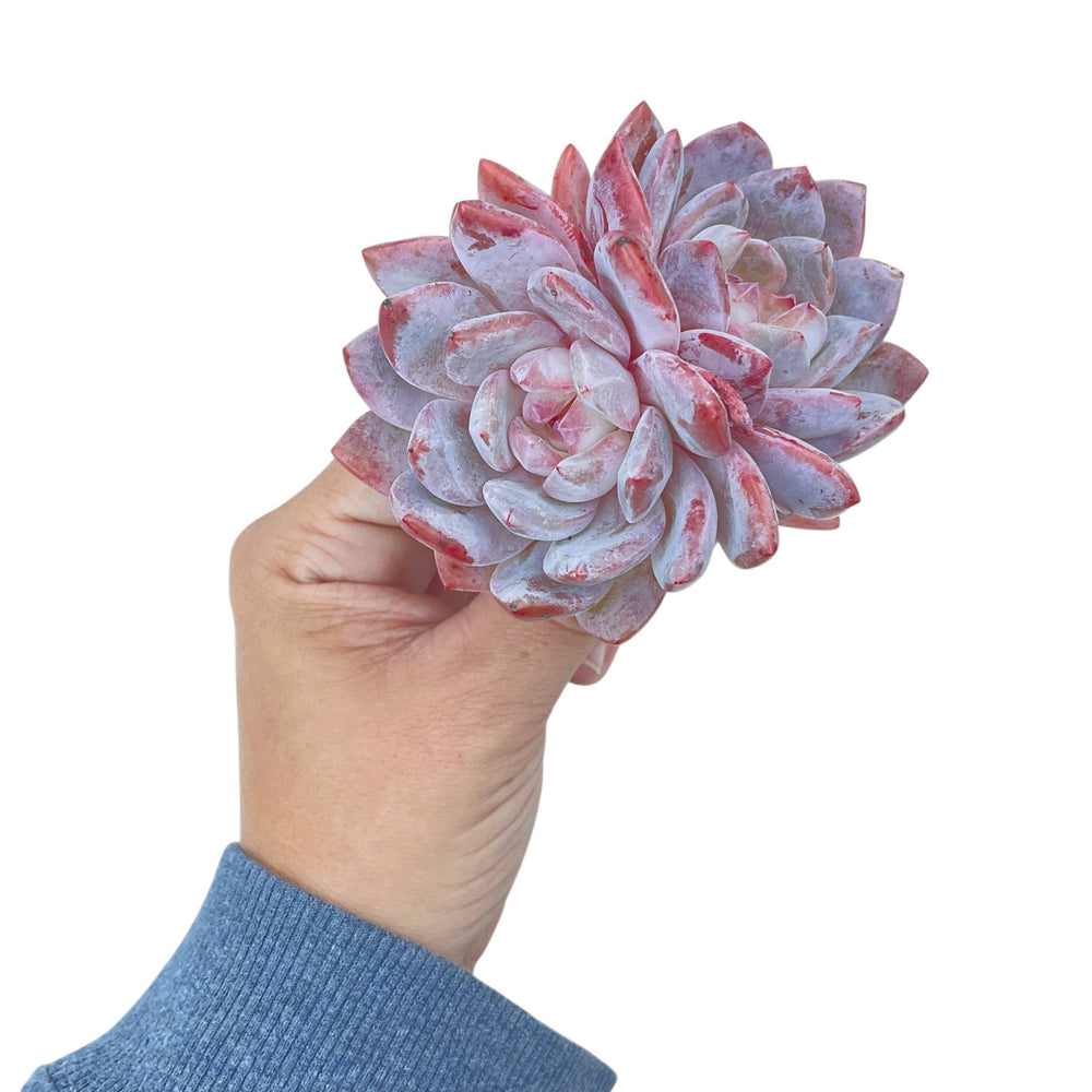 Echeveria Hosikage, Double