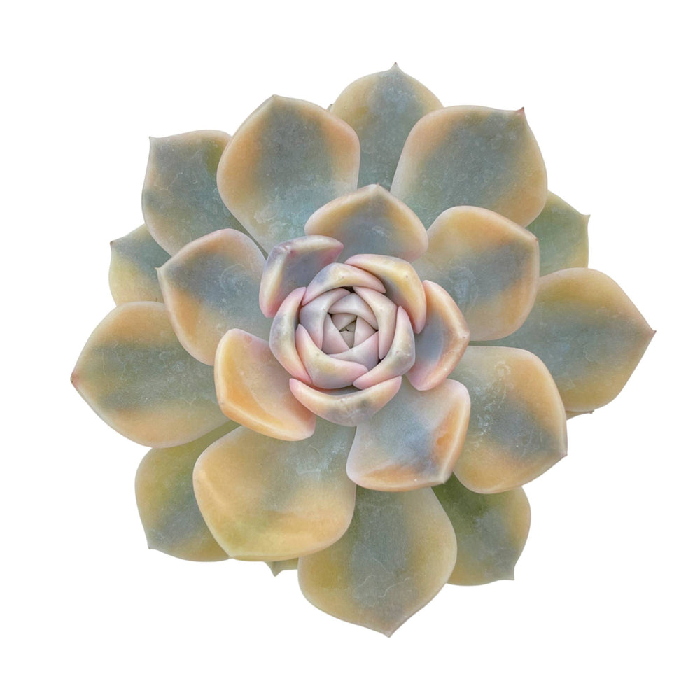 Echeveria Tynie Berger, Variegata
