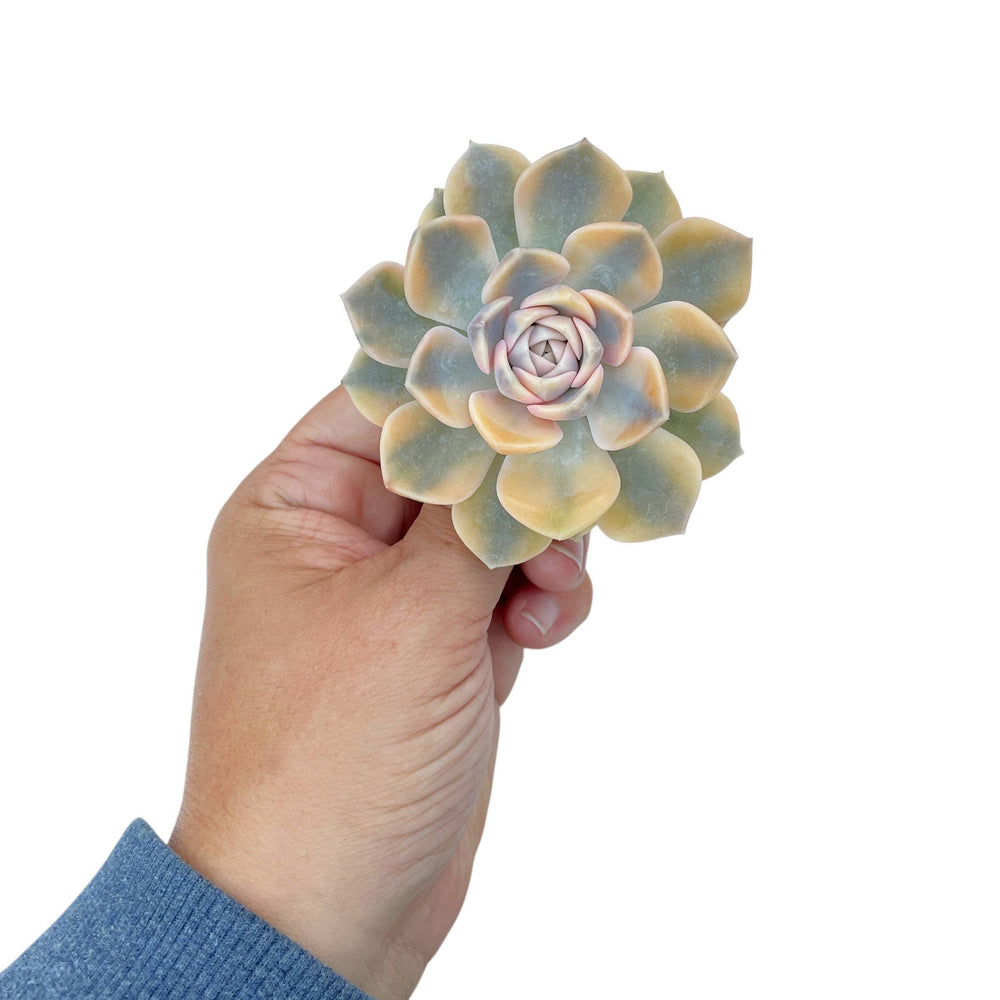 Echeveria Tynie Berger, Variegata