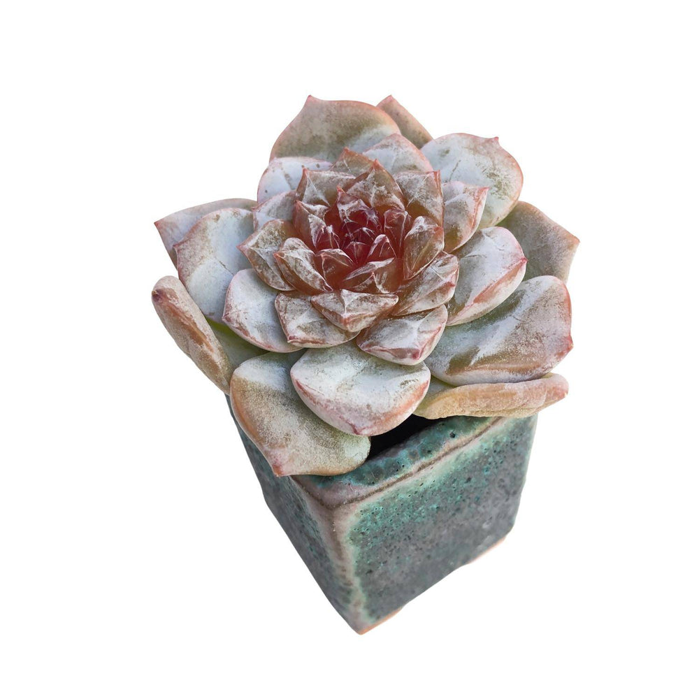 Echeveria Pink Jelly