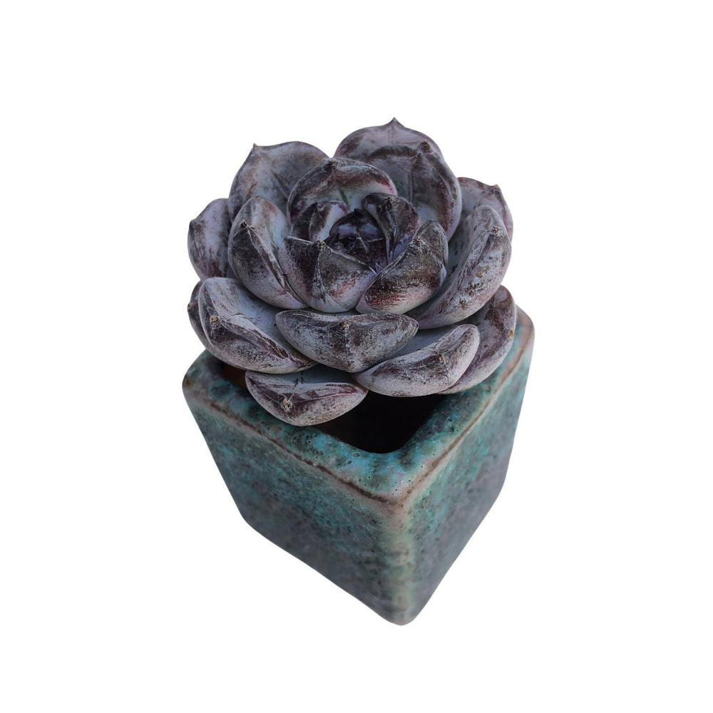 Echeveria Dark Opal, Small