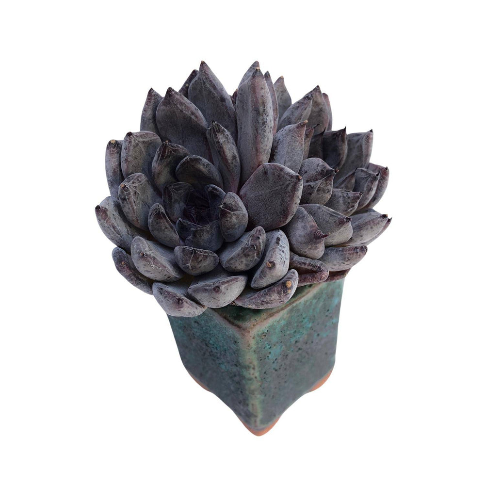 black pearl succulent Echeveria Black Pearl, Double