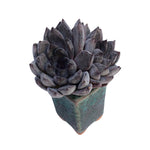 Echeveria Black Pearl, Double