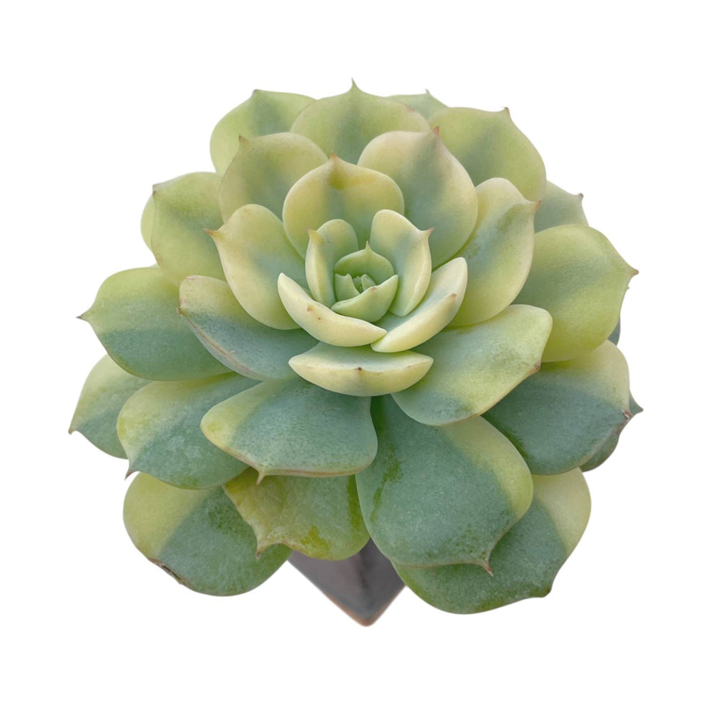 Echeveria Bluette, Variegata