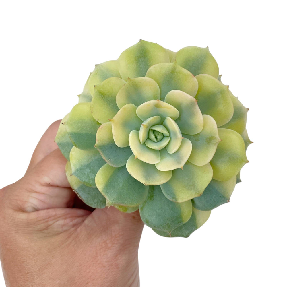 Echeveria Bluette, Variegata