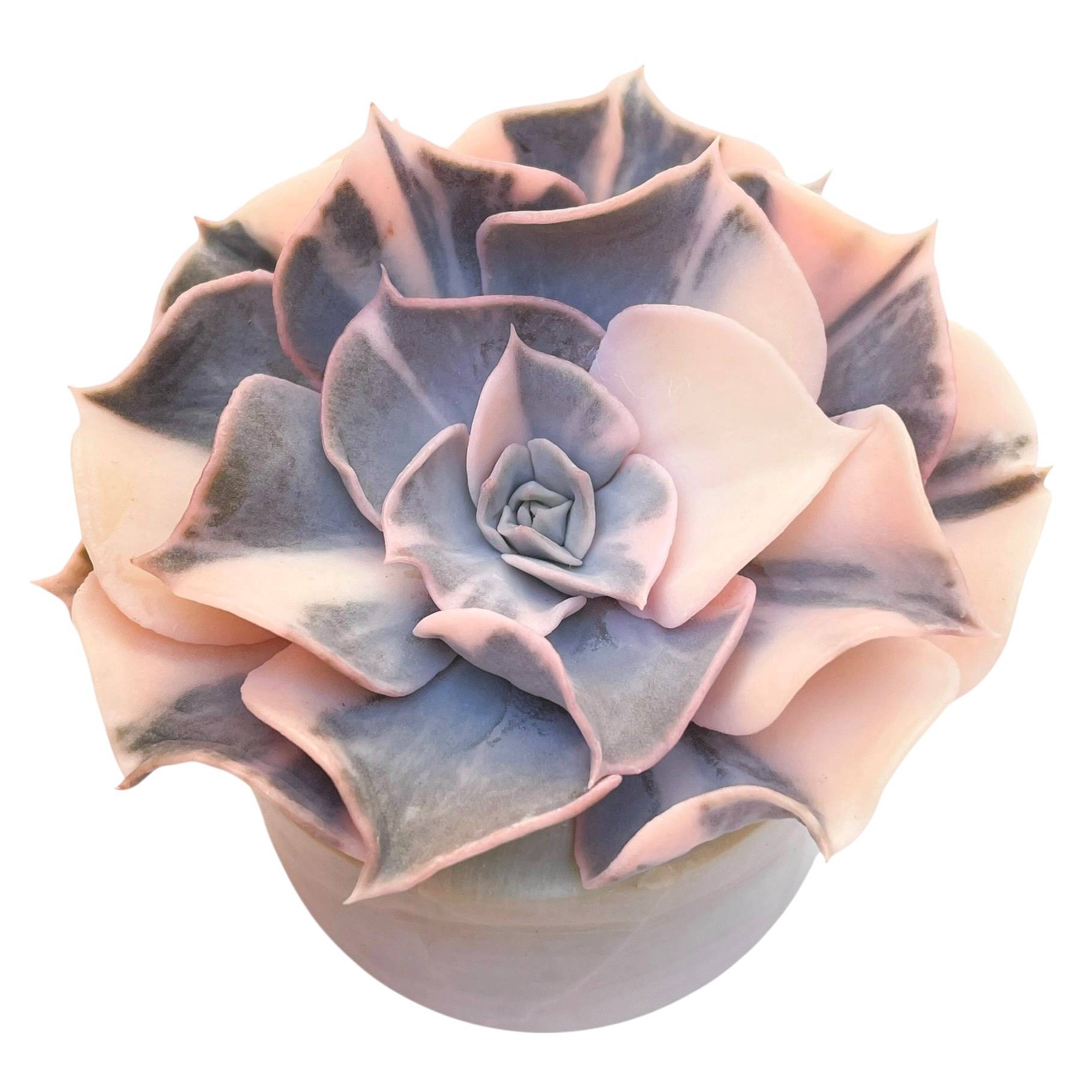 pollux succulent Echeveria Pollux, Variegata (Form Not Perfect)