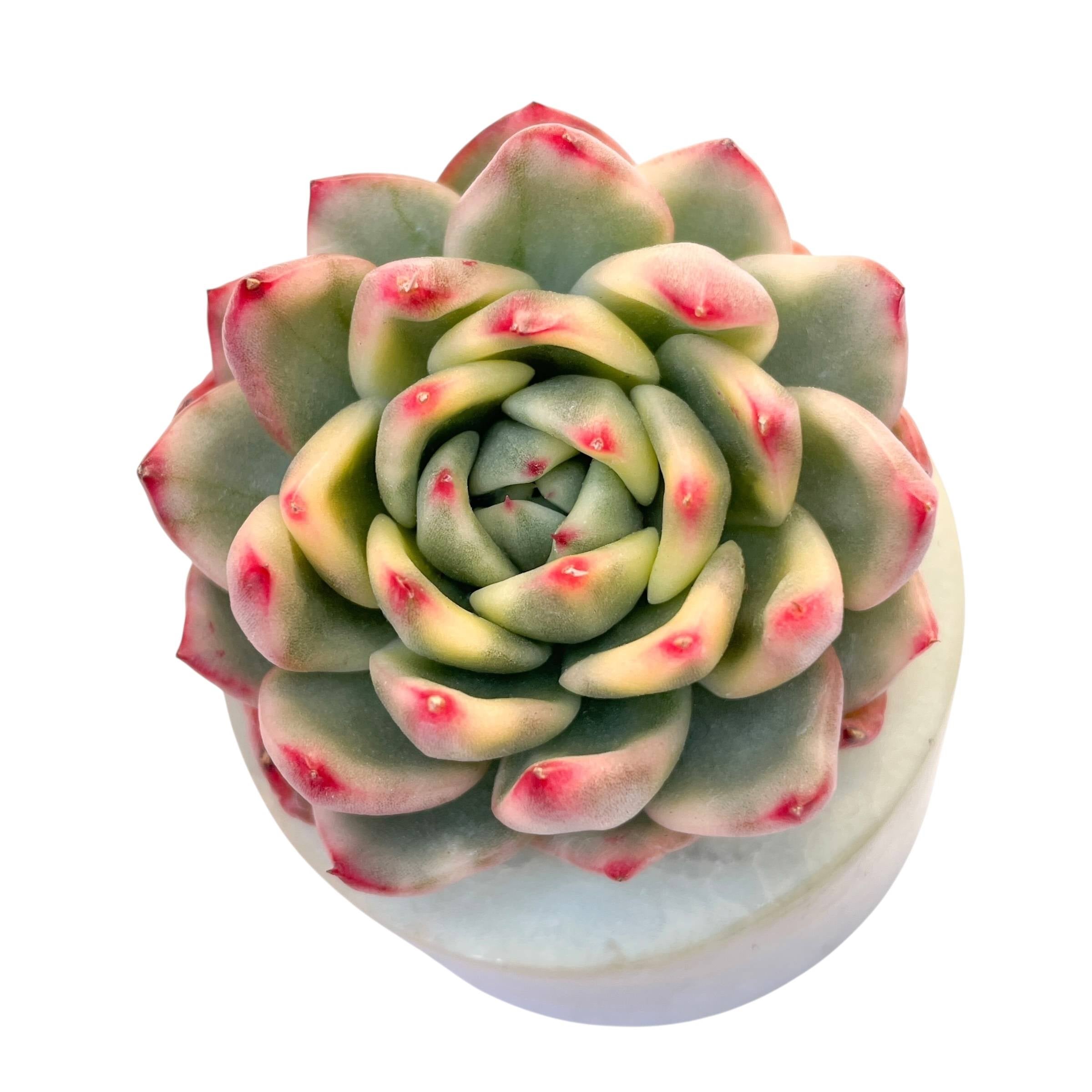 chanel succulent Echeveria Royal Chanel, Variegata