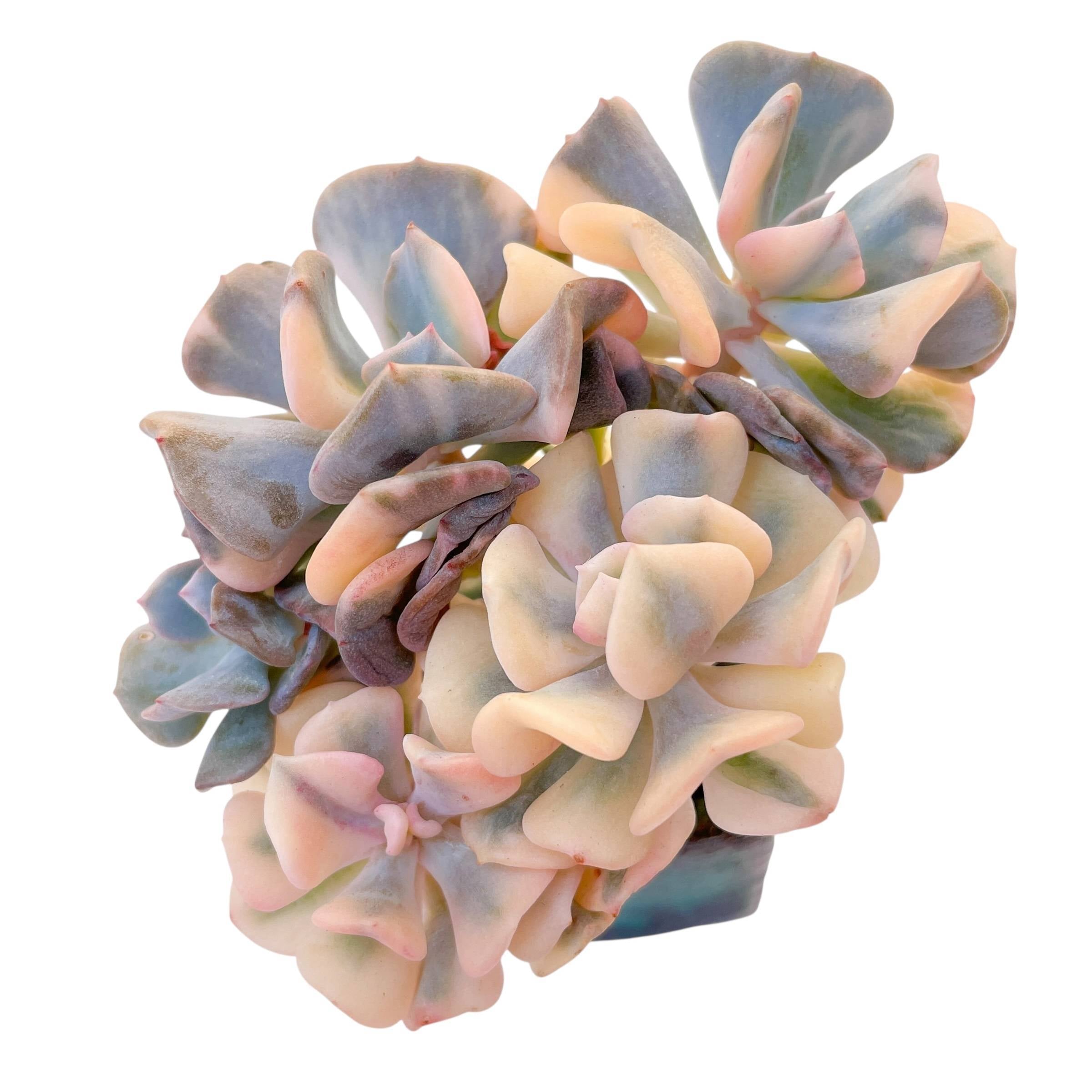 cubic frost succulent Echeveria Cubic Frost, Variegata – Cedar Creek Farmhouse