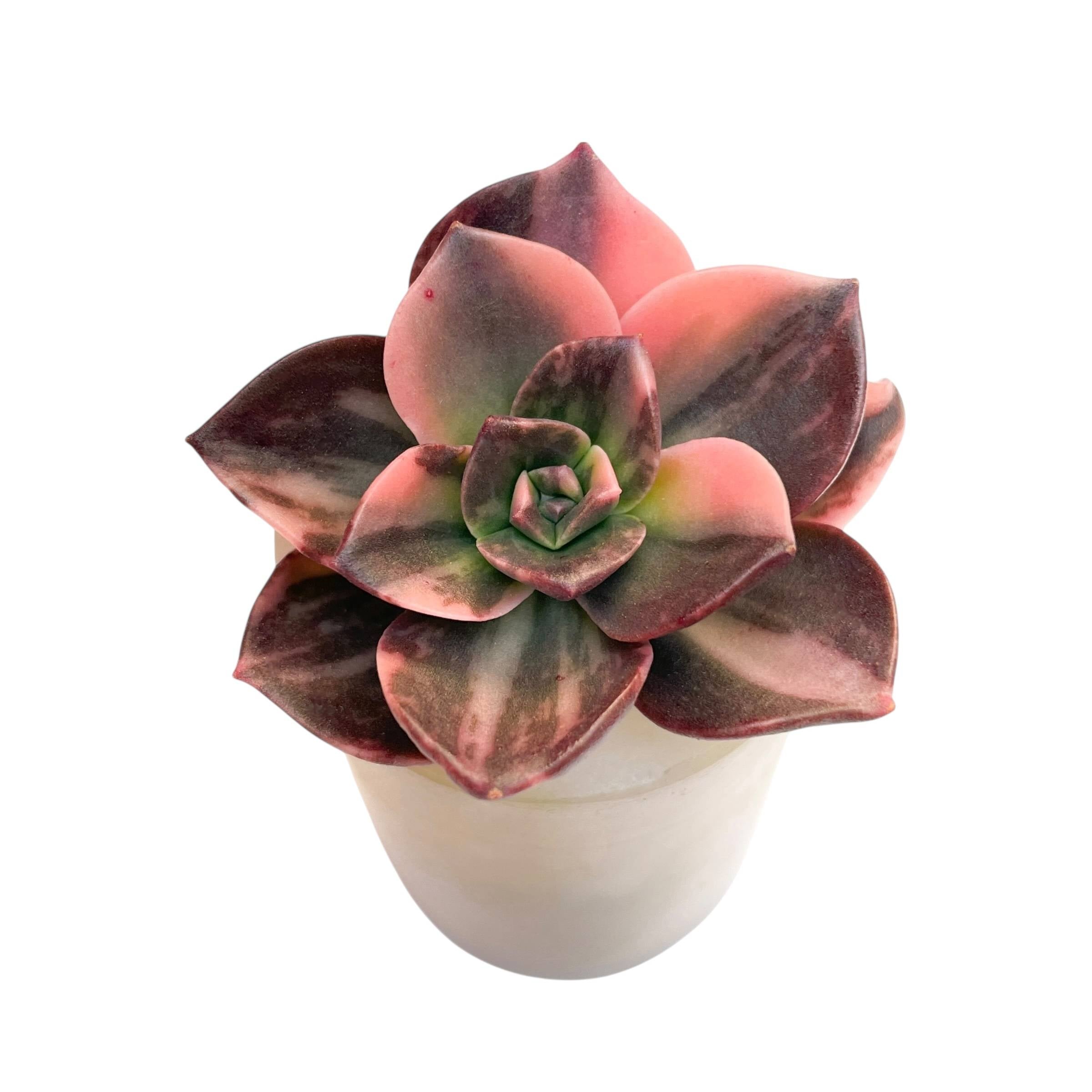 melaco succulent Echeveria Melaco, Variegata (Petite Unicorn) – Cedar Creek Farmhouse