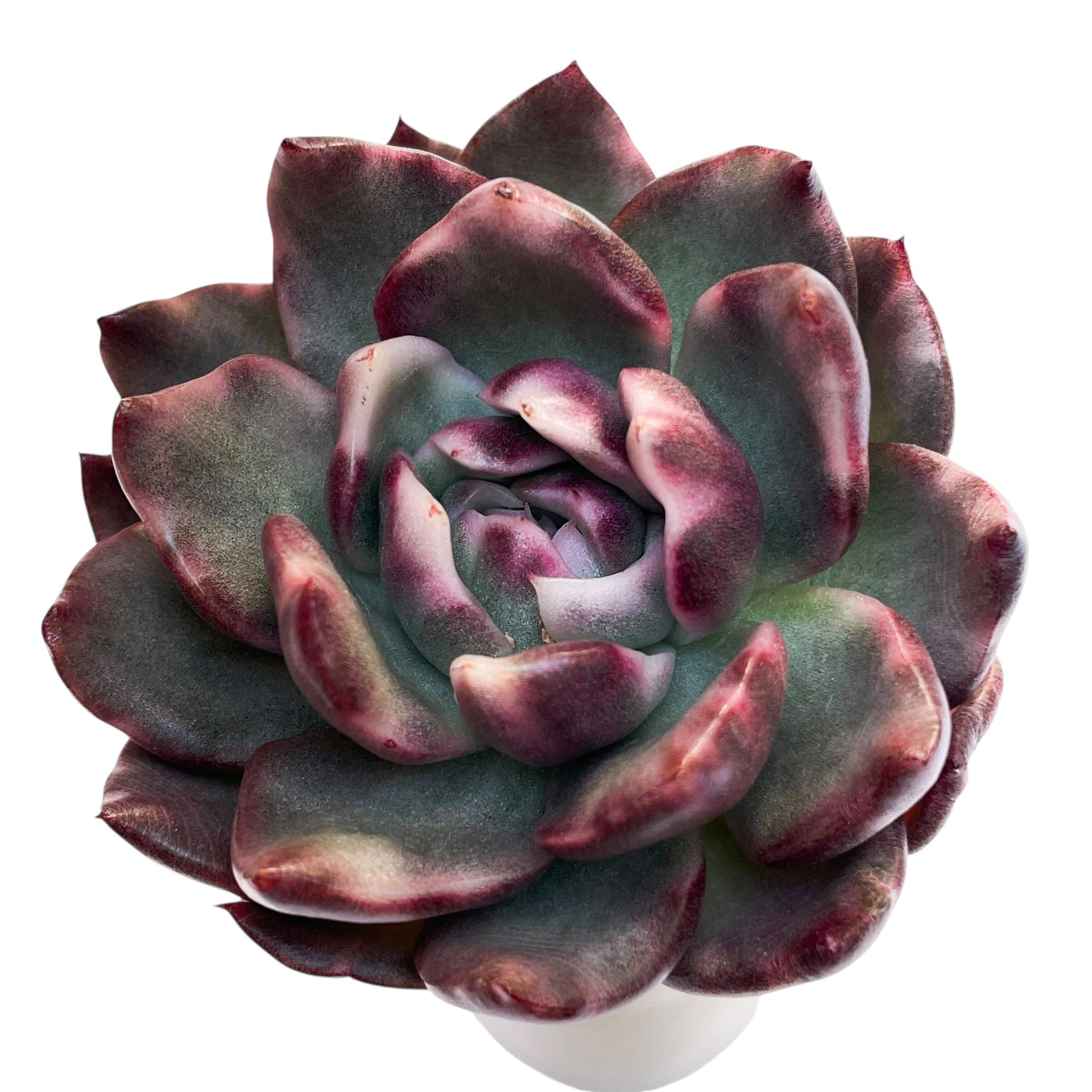 Echeveria Pamela, Variegata – Cedar Creek Farmhouse
