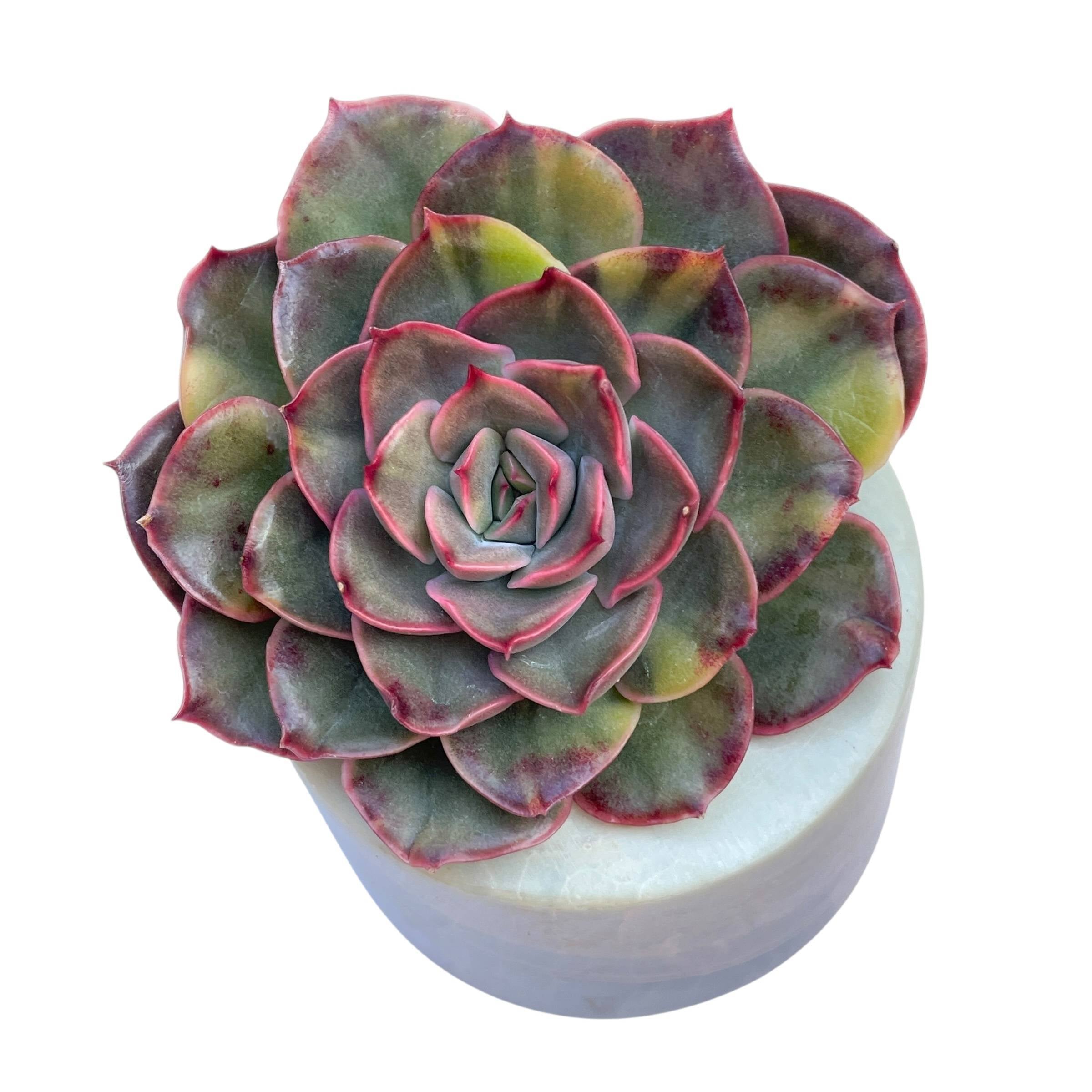 variegated black prince echeveria #succulent Echeveria Black Prince Mutation – Cedar Creek Farmhouse