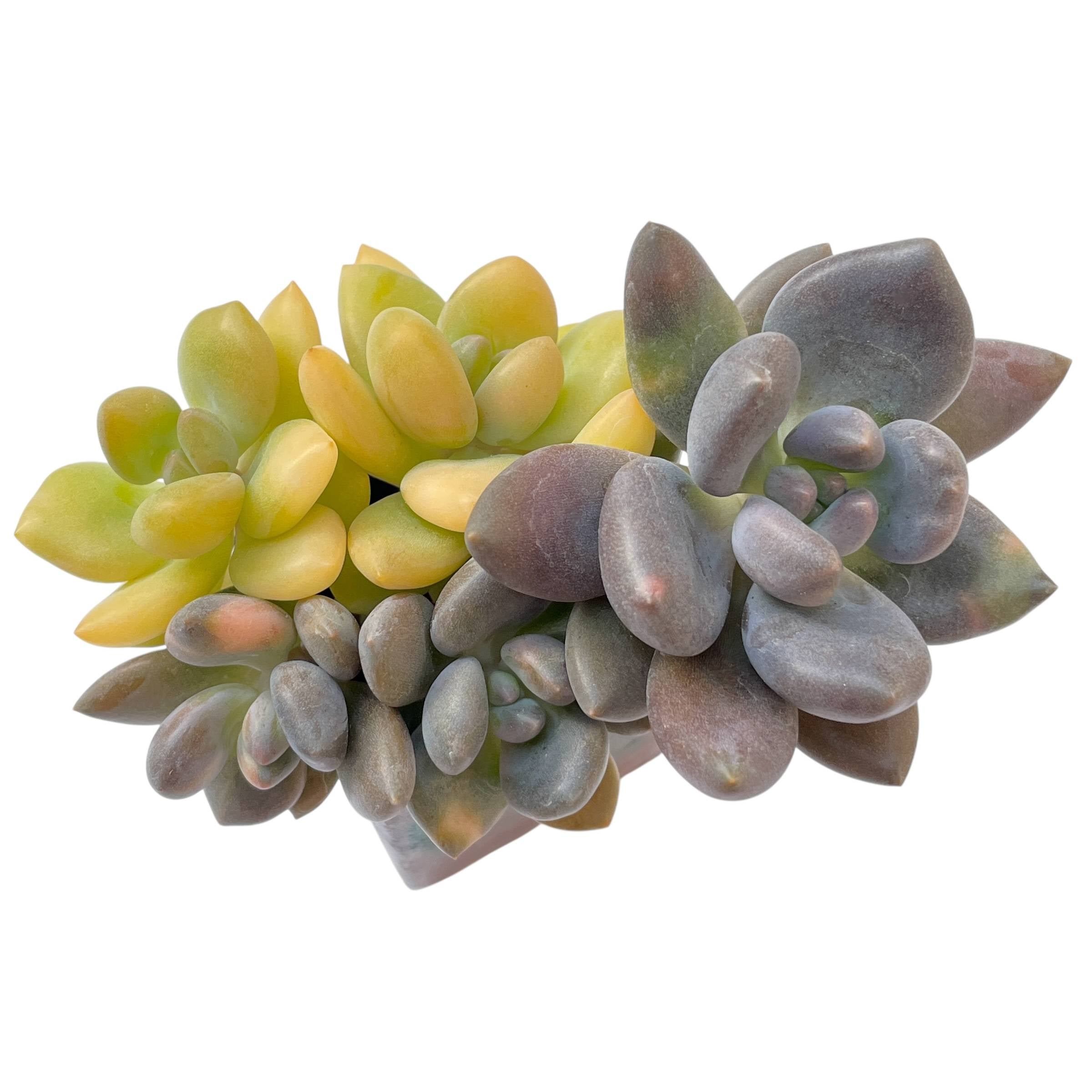 apple blossom succulent Echeveria Apple Blossom, (Medium Branch) – Cedar Creek Farmhouse