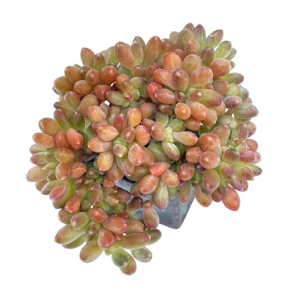 apple blossom succulent Echeveria Apple Blossom, (Medium Branch) – Cedar Creek Farmhouse