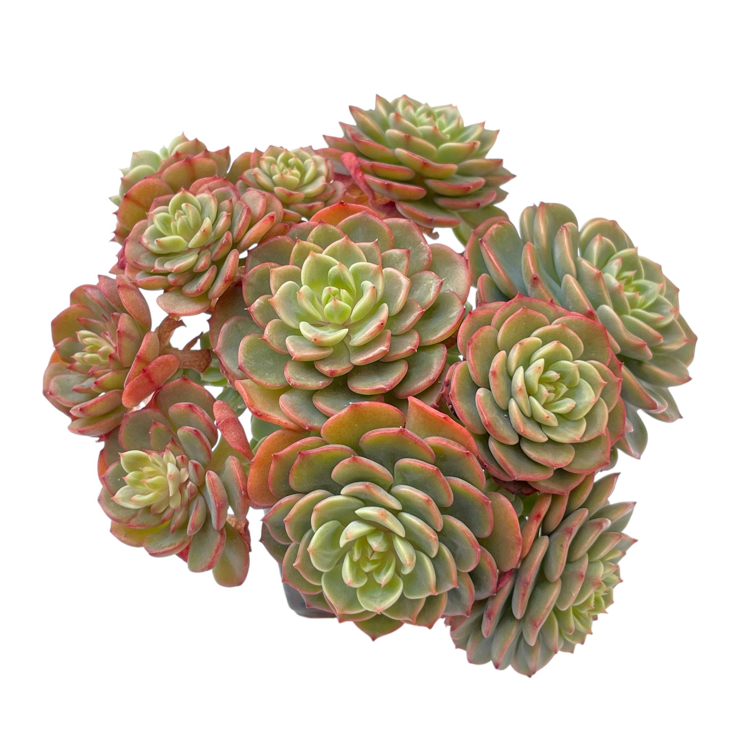 Echeveria Sugar Baby, Cluster – Cedar Creek Farmhouse