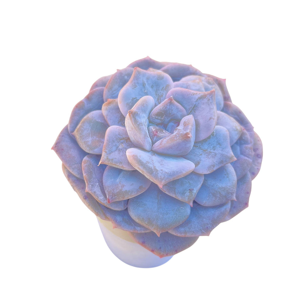 SALE! Echeveria Sugar Ring