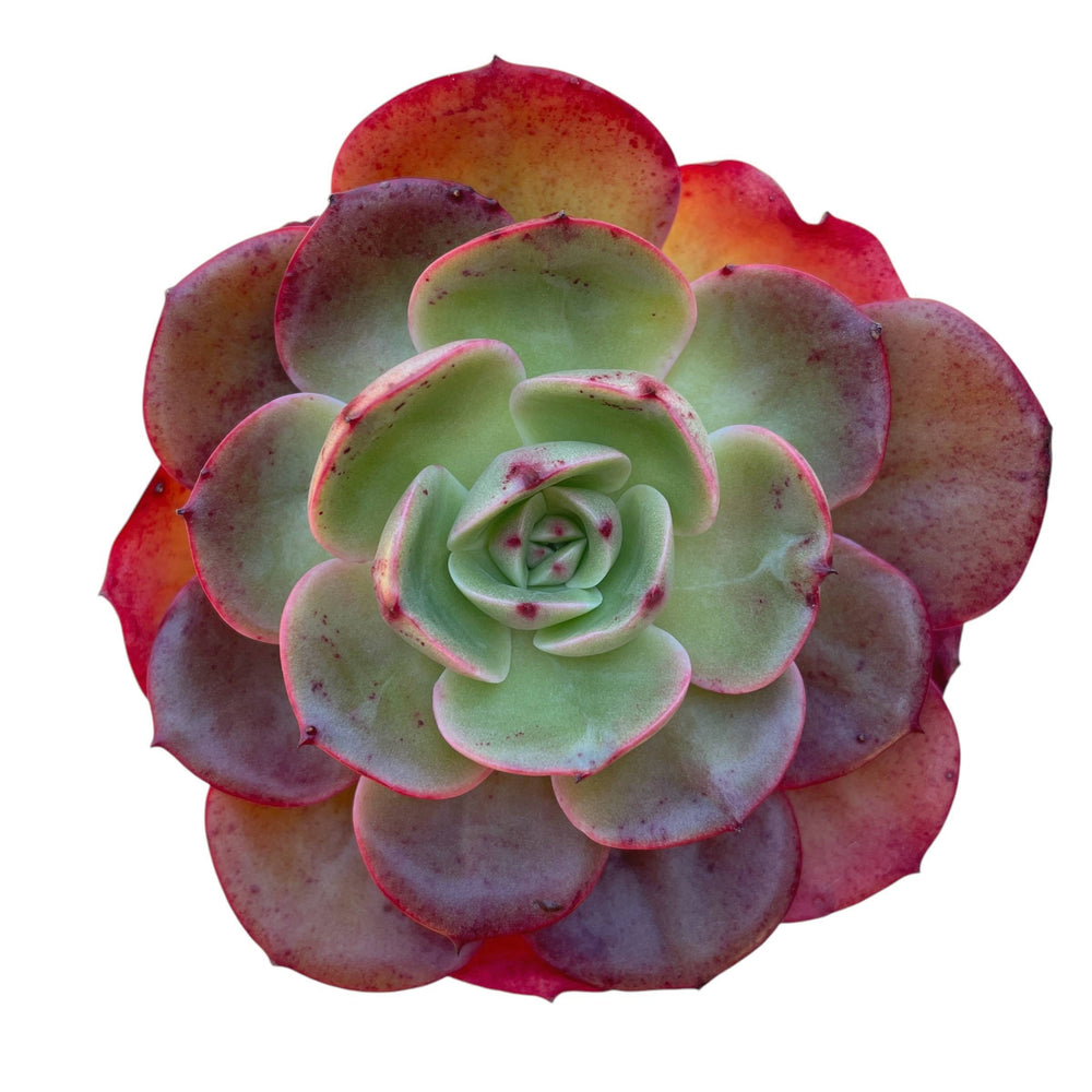 SALE! Echeveria Unknown