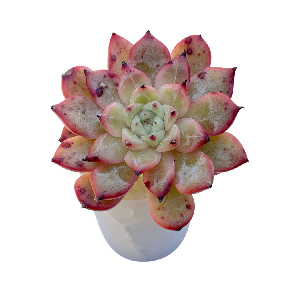 SALE! Echeveria Onihime